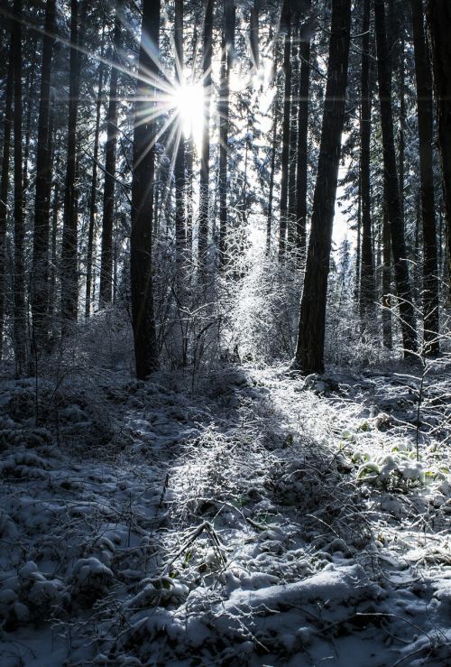 snow trees winter