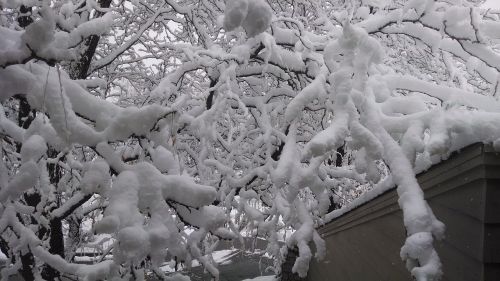 snow tree winter