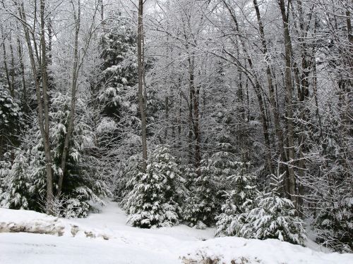 snow forest winter