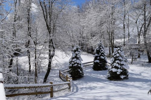 snow winter pine trees