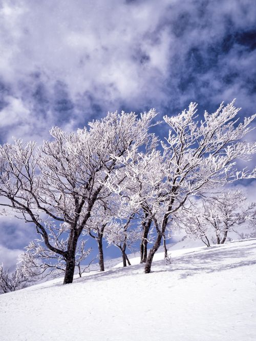 snow rime trees