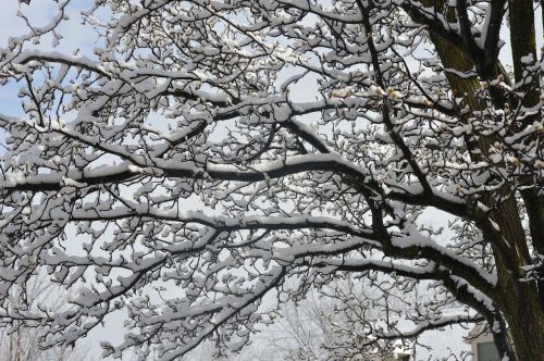 snow tree branch