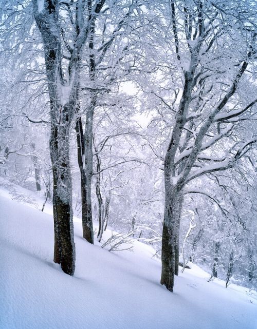 snow beech forest frozen