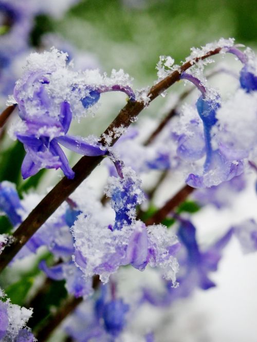 snow ice flower