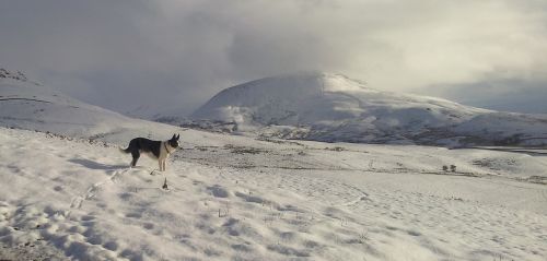 snow mountain dog