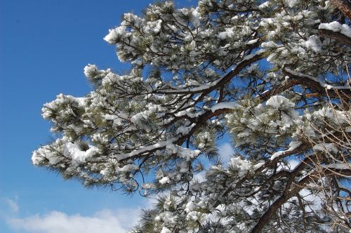 snow tree nature