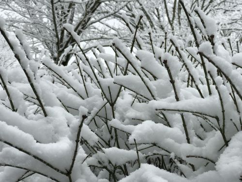 snow branches snowfall