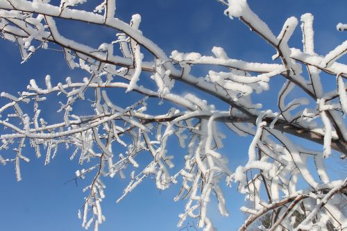 snow covered trees