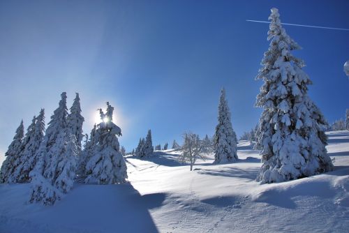 snow sky tree