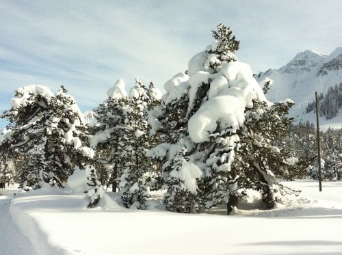 snow wintry tree
