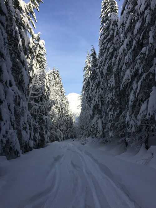 snow northwest trees