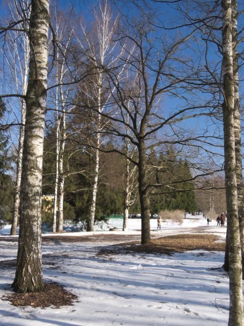 snow winter tree