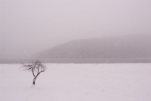 snow tree