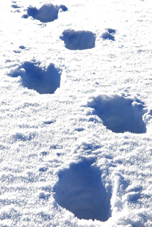 snow traces trudge