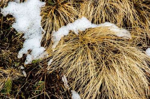 snow f grass