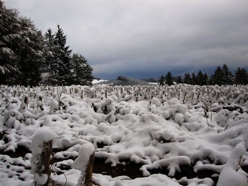 snow stubble cornfield