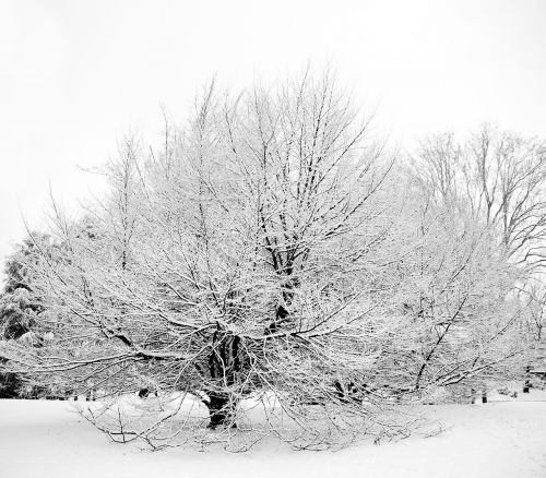 snow tree italy