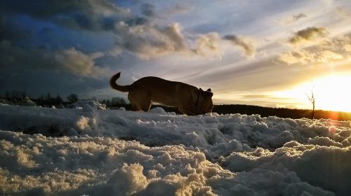 snow winter dog