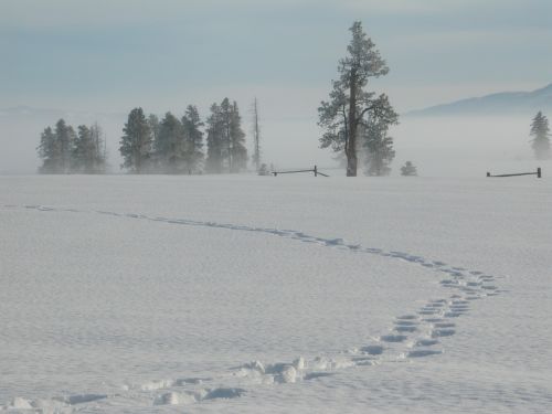 snow winter tracks