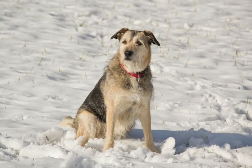 snow dog winter