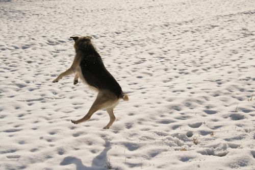 snow dog winter