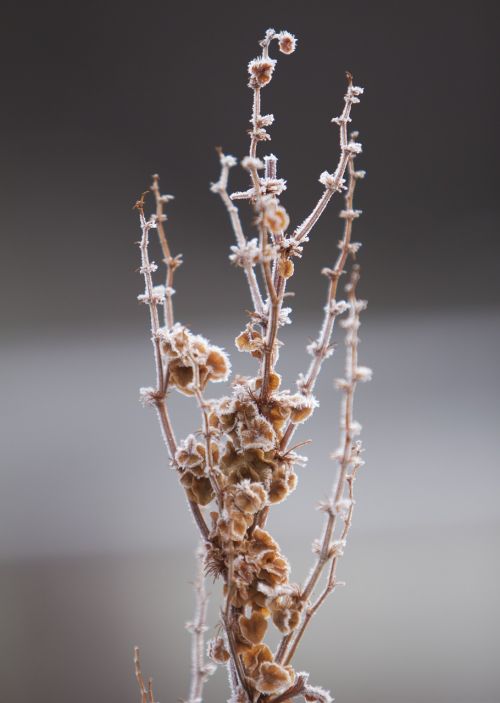 snow flower nature