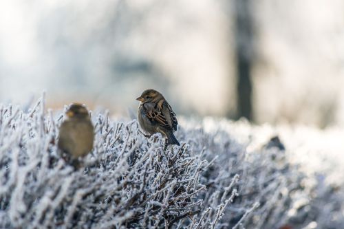 snow winter bird