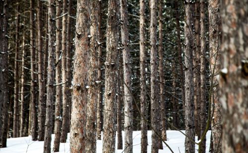 snow winter trees