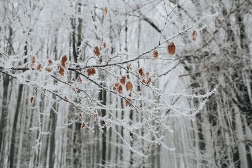 snow winter white