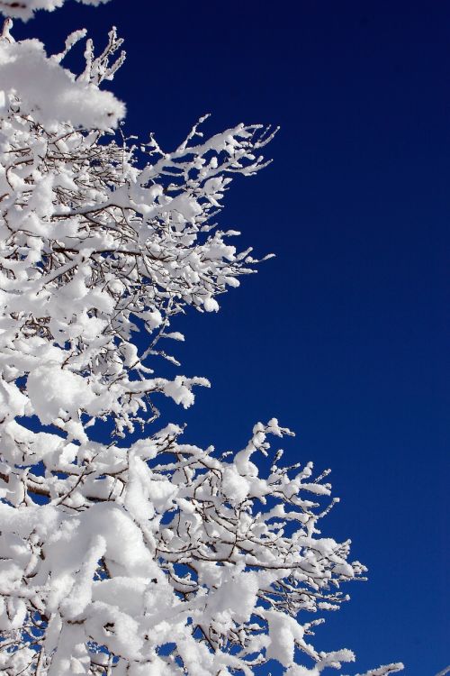 snow winter white