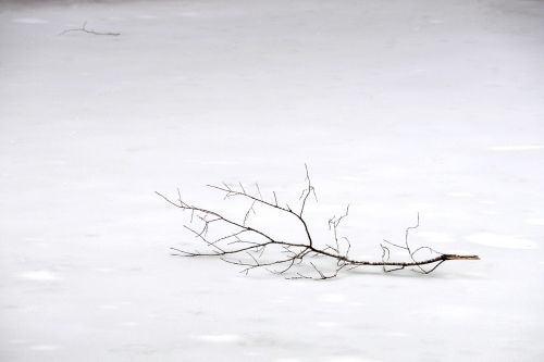 snow winter branch