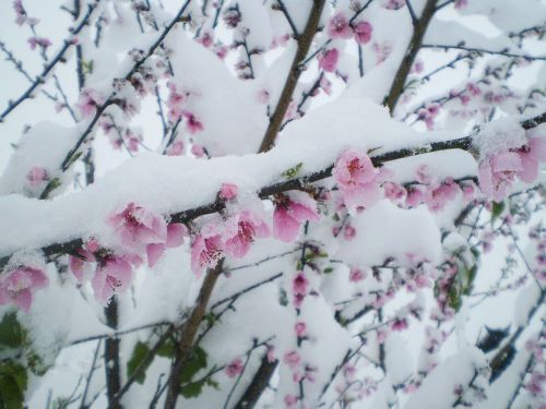 snow flowers peach