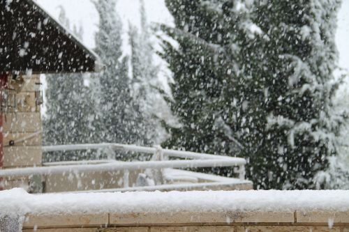 snow trees water