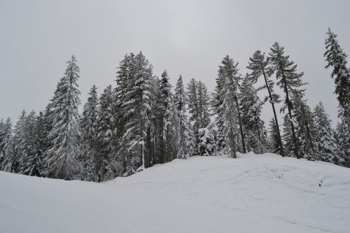 snow trees nature