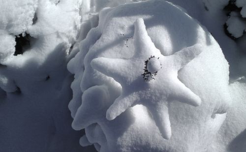 snow winter fir