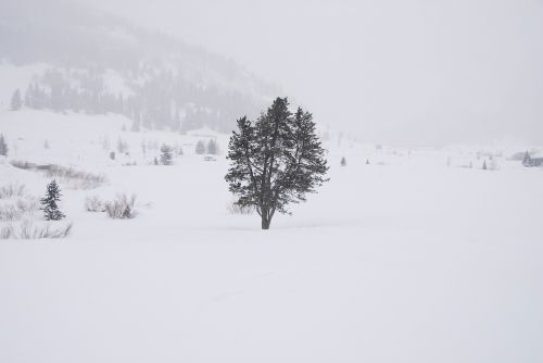 snow whiteout tree