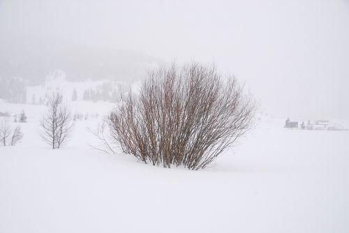 snow whiteout bush