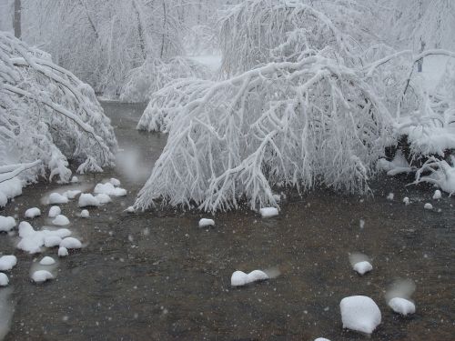 snow branches weather