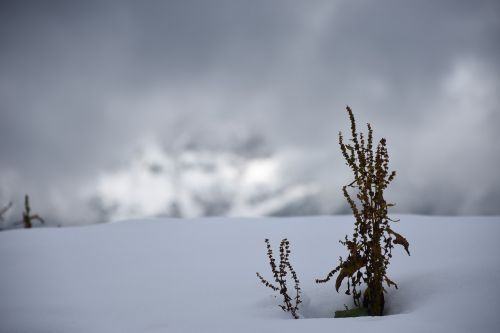 snow fog plant