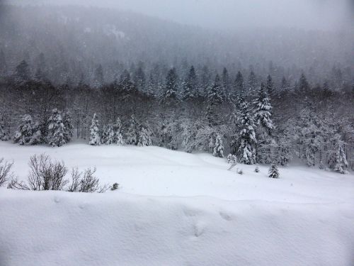 snow forest trees