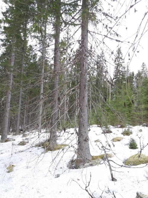 snow landscape tree