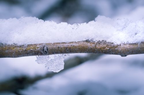 snow winter branch