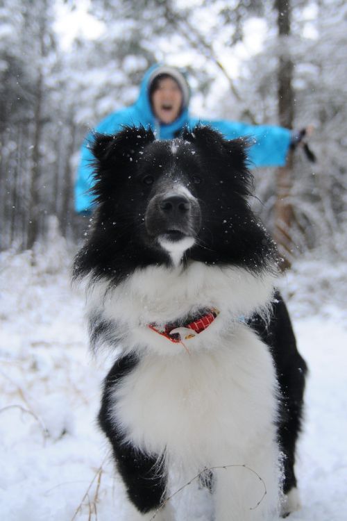 snow winter dog