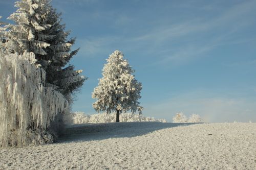 snow winter winter wonderland