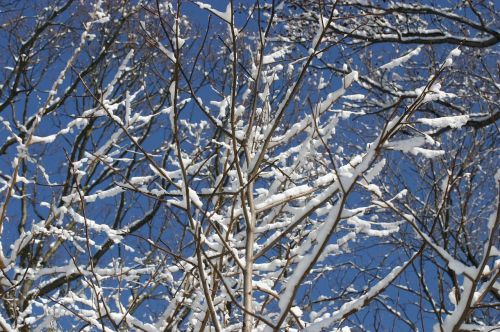 snow sun tree