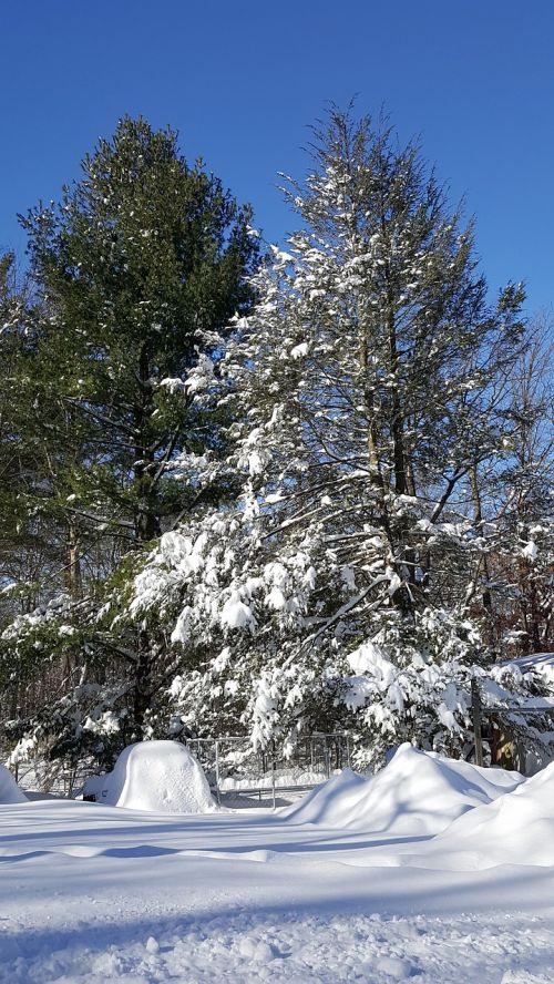snow winter pine