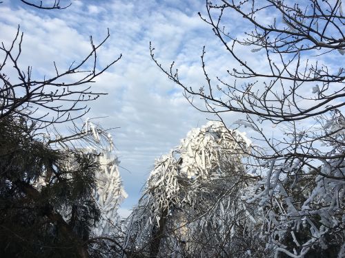 snow mountain tree