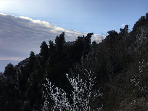 snow mountain tree