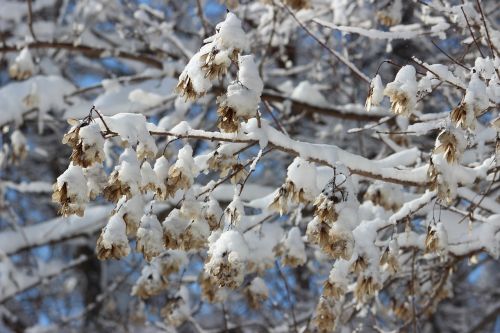 snow tree winter