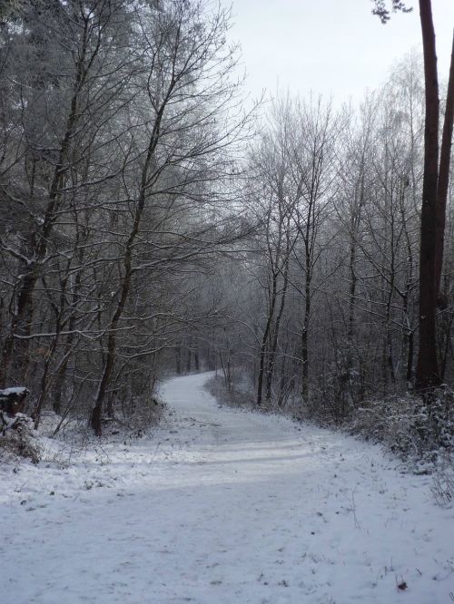 snow wintry trees